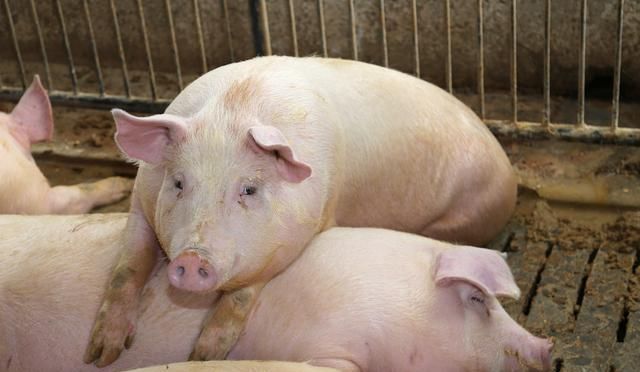  【补贴】船小好调头，农民小打小闹也能年入10万，比打工强