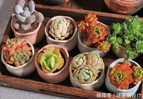  口诀：给多肉浇水的口诀：一看、二摸、三观色，弄懂了轻松搞定盆栽