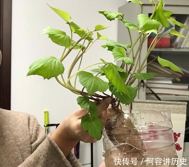 『就可以』封城期间少出门,朋友阳台种了3种菜,10天长满盆,掐着炒菜真香