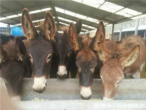  「食量」这动物食量小，疾病少，养殖方便，市场行情好，收益是