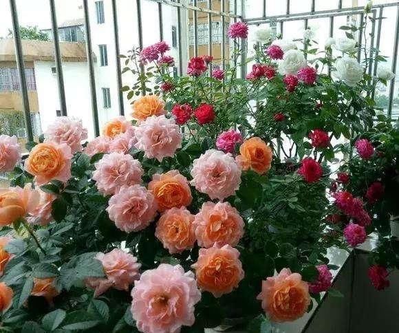  #充足#春天养这6种花，晒晒太阳就疯长，开起花来刹不住闸