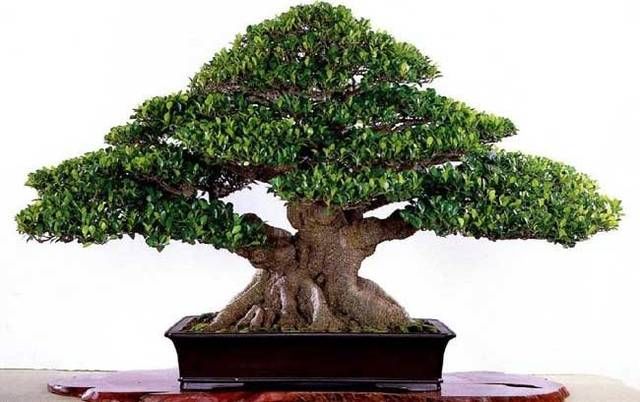  [个性]这个植物个性强，叶片小才会美，这样调节叶片才会小