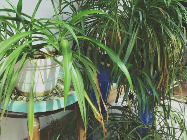  「图片作者」10种花，春天不能晒，躲屋里最安全！