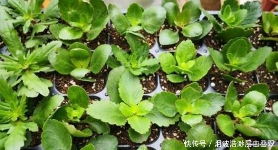 居家|夏季高温天,想要居家赏花就盆栽它们,一片叶子都能扦插成苗