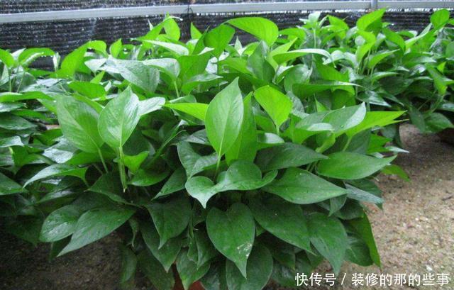  [更是]这3种花都听过，能养的人、会养的人不多，养开花更是不轻松