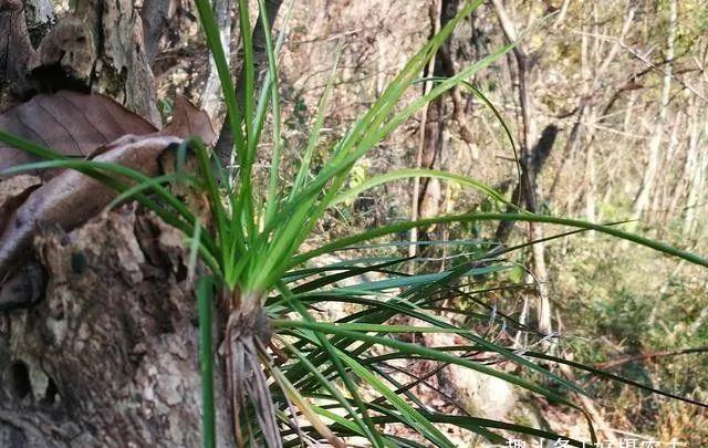  「植物」兰花、菖蒲、麦冬，三种最容易混淆的植物，知道这些就不会买错