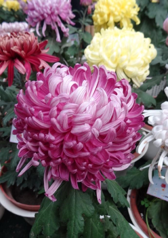  『高贵典雅』“珍品名菊”繁花似锦，高贵典雅，端庄秀丽，让人爱不释手！