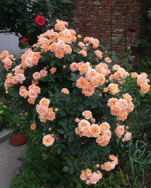  『烂漫』此款花卉比玫瑰还美，漂亮且花期长，烂漫迷人，开花娇艳惹人爱