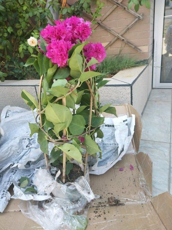  『花篮式』三角梅新养法，找根铁丝绑一绑，变成一个大花篮！