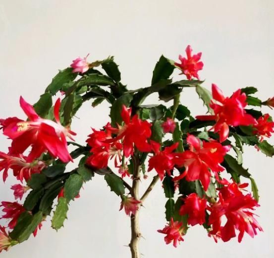  【养成】蟹爪兰开成2米花树,太阳花养成老桩,1招就搞定!