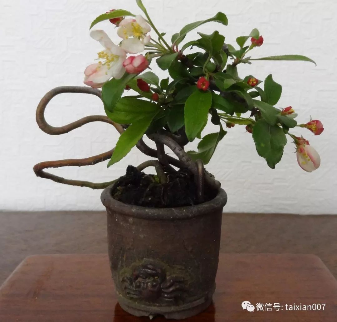 微盆景:把玩古朴的雅趣