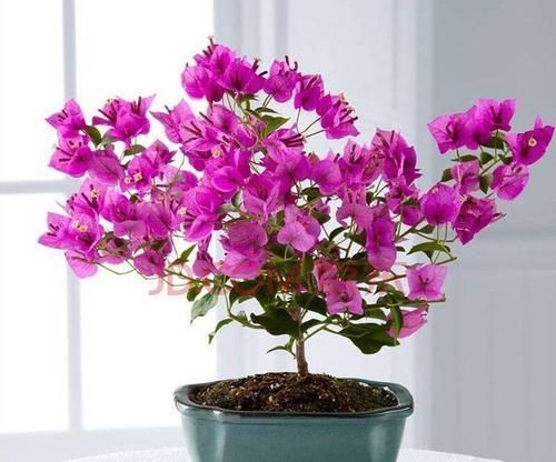  #三角梅#三角梅花色绚丽，花期长，易栽培，栽种三角梅要注意什么？