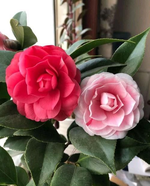 「值得」推荐这几款花卉，开花超级香，花朵开出仙气满满，值得拥有