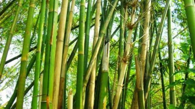  【竹子上】养竹子容易生出一种物质，名叫“竹三七”，其实也是宝