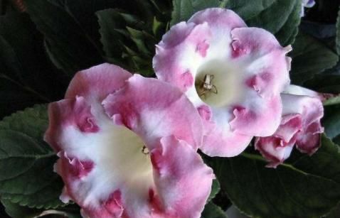  「墙角」4款香香花，种在家里墙角，半年长成花海，惊艳四季，琳琅满目
