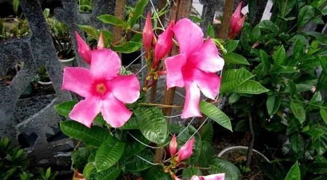  花儿|养这种花，三个月爬满墙，不长刺花儿还好看，花墙太好看了！