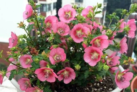  『石竹』此款花卉幽香淡雅，丢到阳台，开花绚丽夺目，好养爱爆盆，美爆了
