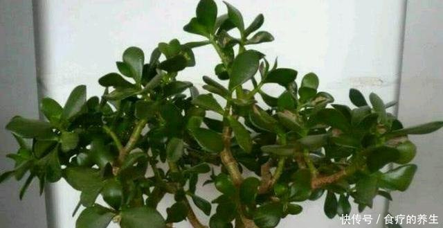 「玉树」“长寿植物”玉树,养成老桩就是好看的盆景!