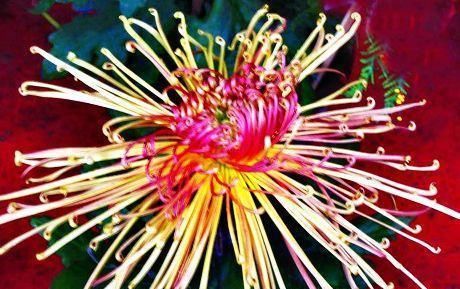  「花朵」喜欢菊花，那就养盆“精品菊花”秋水红霞，花开亭亭玉立，花姿妖艳