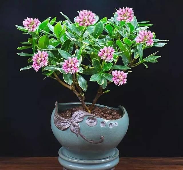  「排水良好」家里养这五种“香香花”，满堂生香，跟空气清新剂说拜拜