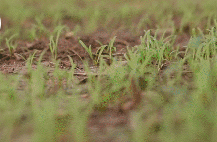 这个恐怖工厂：养10亿只蟑螂，每天喂50吨饭（饭前慎入！）