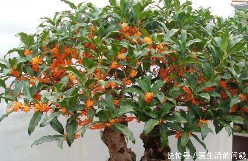 植物|4种花养家里,叶片终年都是绿色的,造型非常好看