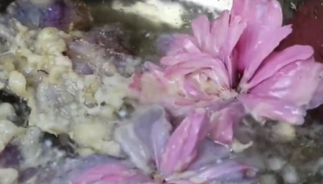 「朋友们」好看的木槿花能吃还能入药,过去常常油炸着吃,如今十分罕见