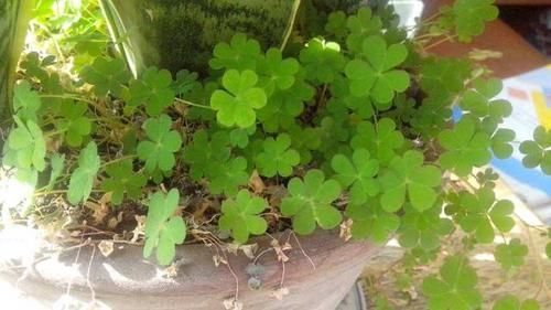  『花盆里』花盆里有杂草？别拔，老花匠都不动