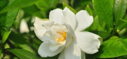  栀子花：花卉也有“喜好”，栀子花满足这“五点喜好”，也能开出洁白好花