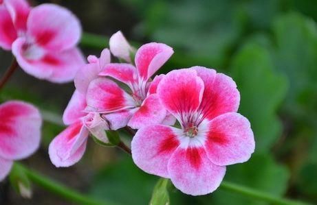  堪称：“珍品玫瑰”蝴蝶夫人，花开粉粉嫩嫩，清香扑鼻，堪称养花首选