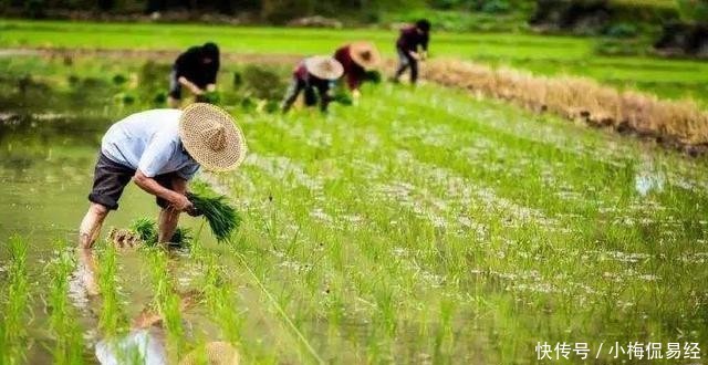  种植■“一户一田”真的来了，最新政策：农民可互换并地，发展
