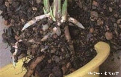 【换土】兰花什么时间换土