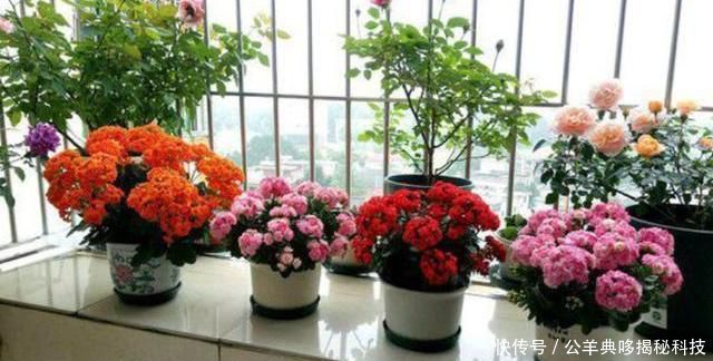 『扦插长寿花』修剪长寿花,枝条别浪费,做好一步插土里,老枝嫩枝都能活!