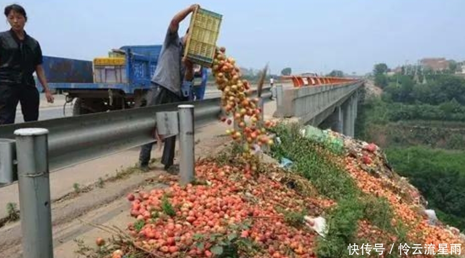  「果子」4万斤果子挂高树，2元一斤卖不动，果农无奈，这年该咋