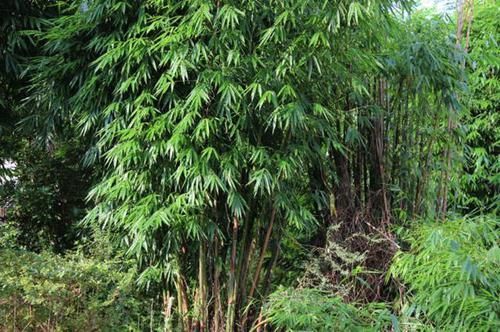  『养花』竹子长白霜是咋回事？原来还有这养花妙用，很多人带小刀上山猛刮
