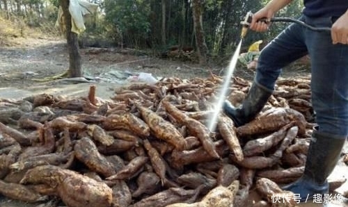  【拿来喂猪】50年前喂猪的“野草”，农民吃到吐，如今当绿色食