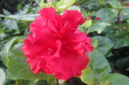  【朱瑾】此花，花期全年，而且花朵碗口大，红红火火，有院子定要养