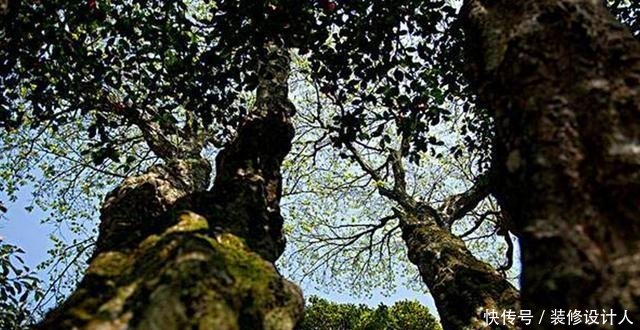 中国有棵树，全世界仅此一棵，外国人想看就只能来中国