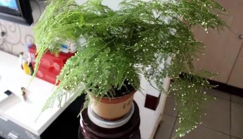  不好■文竹开花是大凶？完全是“扯蛋”，满足3个小要求，白花开满盆