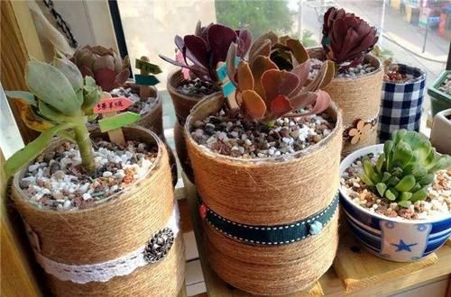  【图片作者】自从开始养花，看到垃圾堆都忍不住瞄两眼，捡到就是赚到！