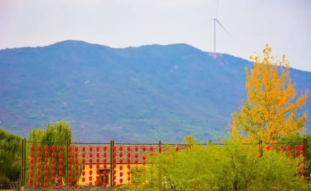 最适合发呆、晒太阳、撸猫的日子，大约在冬季