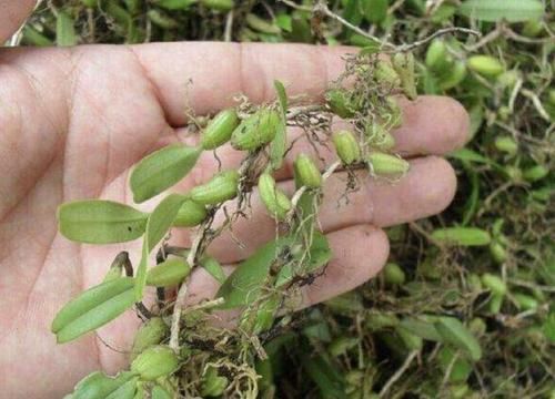  杂草：石缝里的“杂草”，能结翠绿的“果子”，甚是少见，拔走1棵少1棵