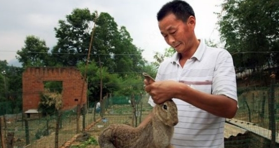 农民养殖一种野味，城里人经常来上山抓捕，一只可以卖到200块