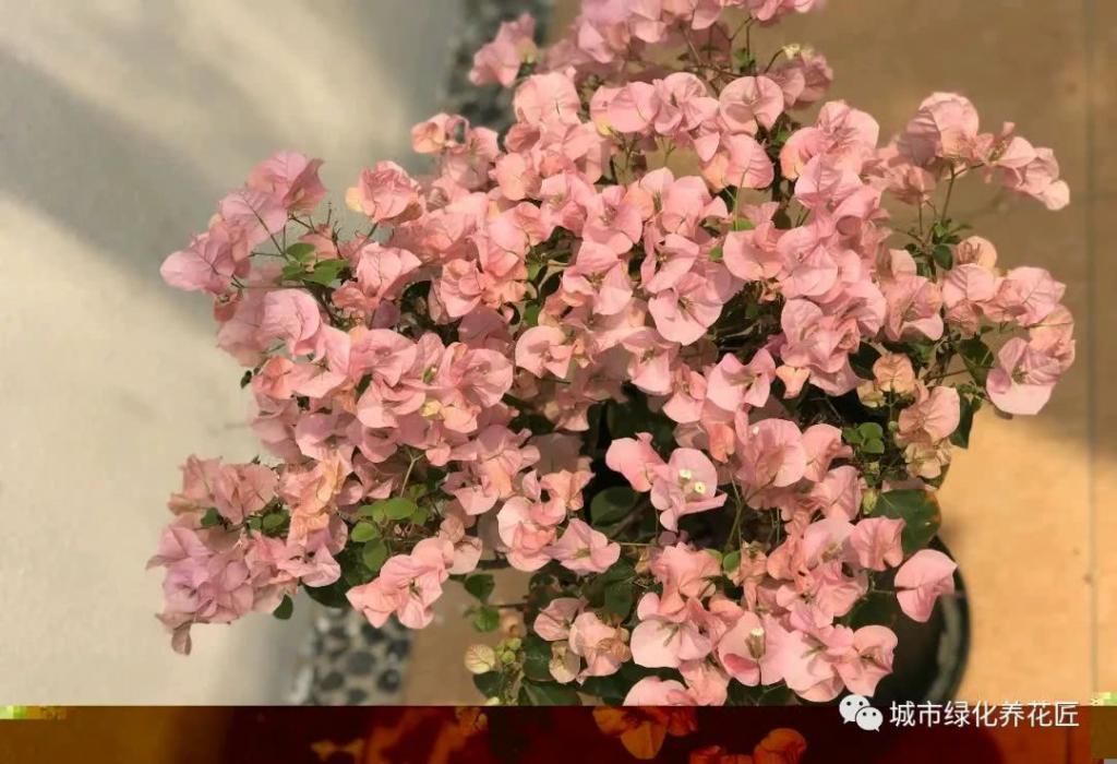  「黄泥土」买回来的三角梅一直哗啦啦掉叶？新手上当了，自带泥球是祸端