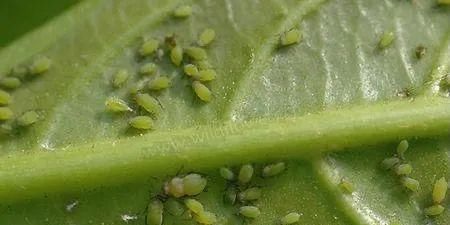小妙■教你几个小妙招,对付花草常见的五种虫害,建议收藏哦!