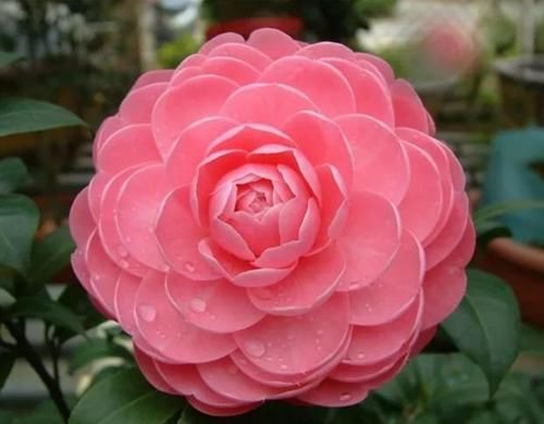  阳光@阳台养这几朵花，好养又漂亮，越开越美，给点阳光就爆盆！