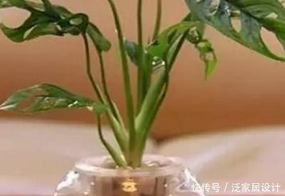  转土■龟背竹水培方法，水培转土培方法