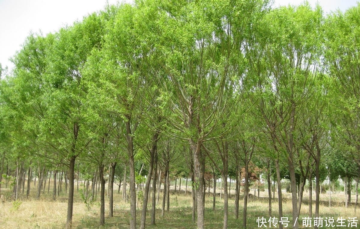 这树十分珍贵，树皮内含“黄金”，如今40元一斤，见到请好好保护