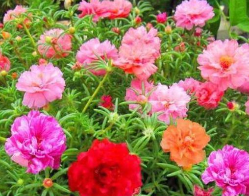  [专属]家里养4种“耐旱”花，30天不浇水反而爆盆，堪称懒人专属！