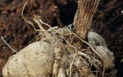  『种植』大丽花种球种植方法